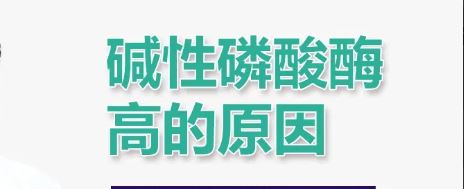 碱性磷酸酶偏高是什么意思